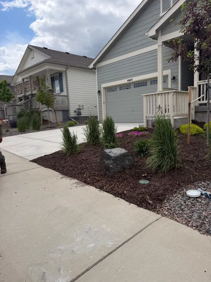 Front yard mulch bed with ornamental grasses and rock accent